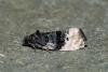 Metendothenia atropunctana